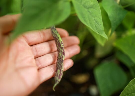 black and brown snake on persons hand