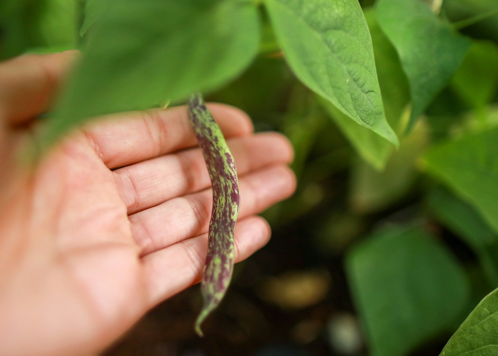 Techniques de Jardinage pour un Potager Domestique dans un Climat Variable